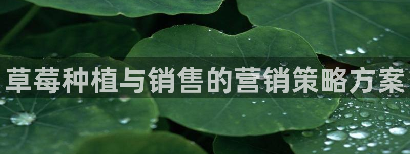 必赢棋盘官网版